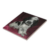 Apollaos spp. tegeltje (Zijkant)