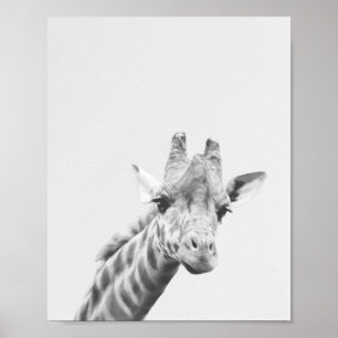 Apollo de giraffe poster