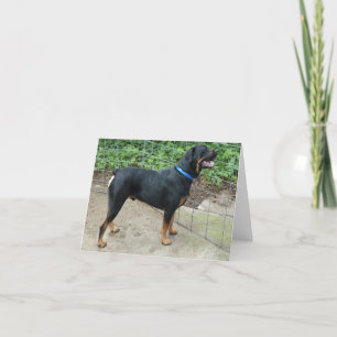 Apollo het Wenskaart Rottweiler Kaart