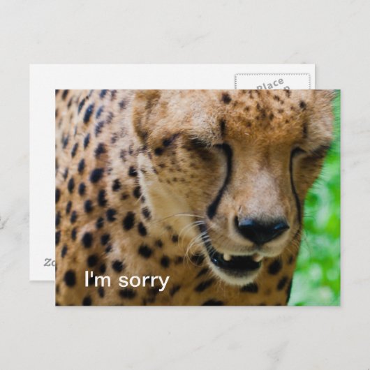 Apologetische Cheetah Briefkaart (Voorkant / Achterkant)