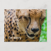 Apologetische Cheetah Briefkaart (Voorkant)