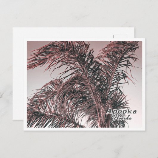 APOPKA FLORIDA BRIEFKAART (Voorkant / Achterkant)