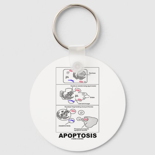 Apoptosis (biologie celdood) sleutelhanger (Voorkant)