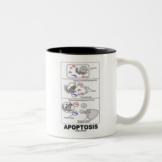 Apoptosis (biologie celdood) tweekleurige koffiemok (Rechts)