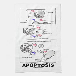 Apoptosis Biologie Geprogrammeerde celdood Theedoek