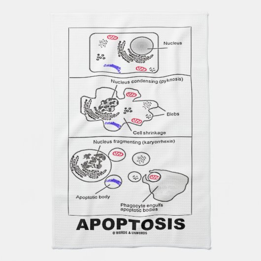 Apoptosis Biologie Geprogrammeerde celdood Theedoek (Verticaal)
