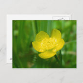 Appalachian Buttercup Briefkaart (Voorkant / Achterkant)