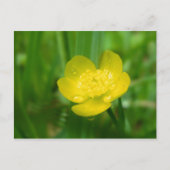 Appalachian Buttercup Briefkaart (Voorkant)