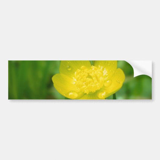 Appalachian Buttercup Bumpersticker (Voorkant)