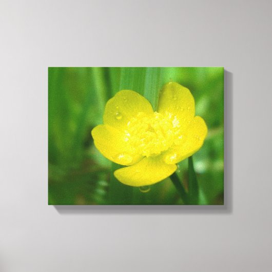 Appalachian Buttercup Canvas Afdrukken (Voorkant)