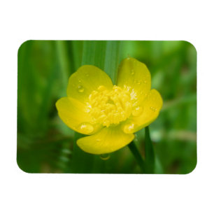 Appalachian Buttercup Flexible Magnet Magneet