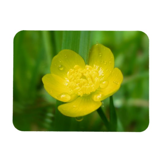 Appalachian Buttercup Flexible Magnet Magneet (Horizontaal)
