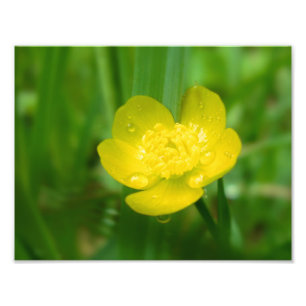 Appalachian Buttercup Foto afdrukken