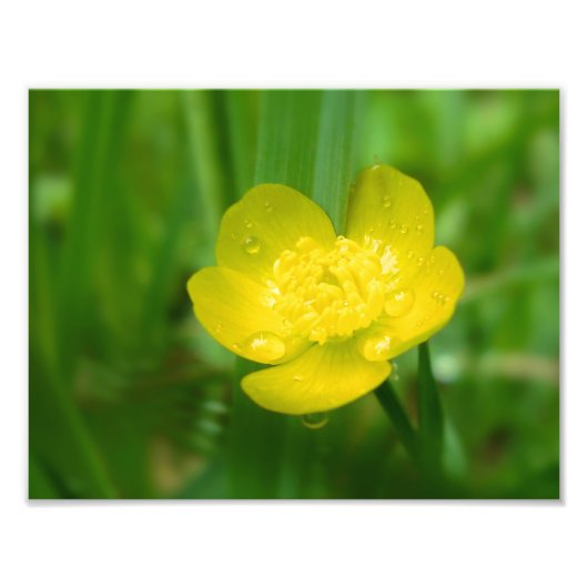Appalachian Buttercup Foto afdrukken (Voorkant)