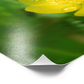 Appalachian Buttercup Foto afdrukken (Hoek)