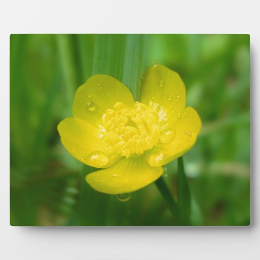 Appalachian Buttercup Foto Plaque Fotoplaat (Voorkant)