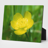 Appalachian Buttercup Foto Plaque Fotoplaat (Zijkant)