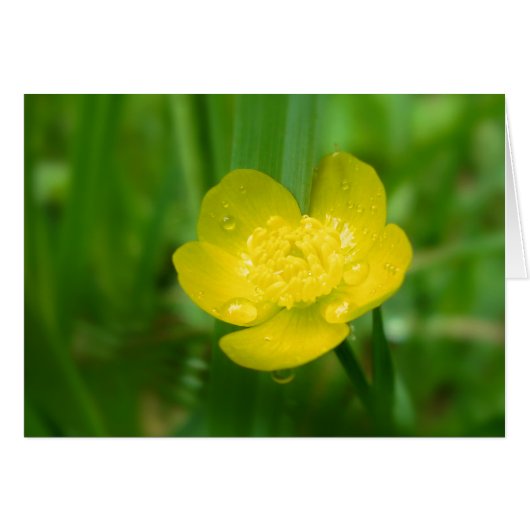 Appalachian Buttercup Kaart (Voorkant Horizontaal)