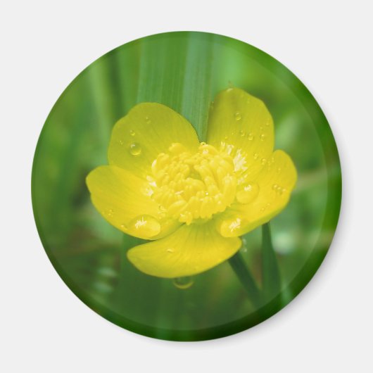 Appalachian Buttercup Magnet (Voorkant)