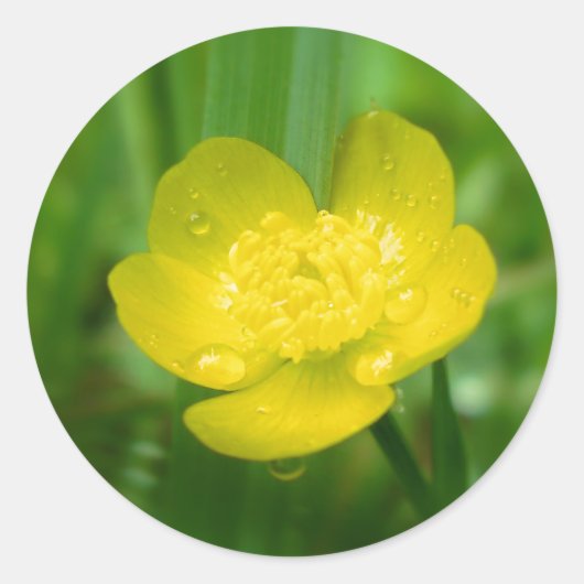 Appalachian Buttercup Stickers (Voorkant)