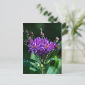 Appalachian Ironweed Paars Wilde Briefkaart (Staand voorkant)