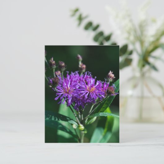 Appalachian Ironweed Paars Wilde Briefkaart (Staand voorkant)