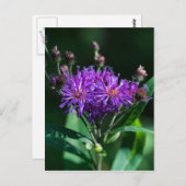 Appalachian Ironweed Paars Wilde Briefkaart (Voorkant / Achterkant)