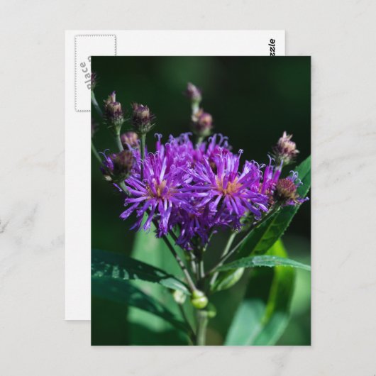Appalachian Ironweed Paars Wilde Briefkaart (Voorkant / Achterkant)