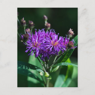 Appalachian Ironweed Paars Wilde Briefkaart