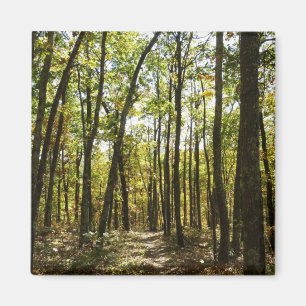 Appalachian Trail in oktober bij Shenandoah Magneet