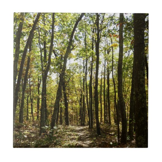 Appalachian Trail in oktober bij Shenandoah Tegeltje (Voorkant)