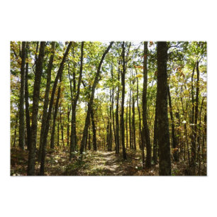 Appalachian Trail in oktober in Shenandoah Foto Afdruk