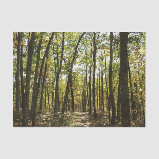 Appalachian Trail in oktober in Shenandoah Tissuepapier (Voorkant)