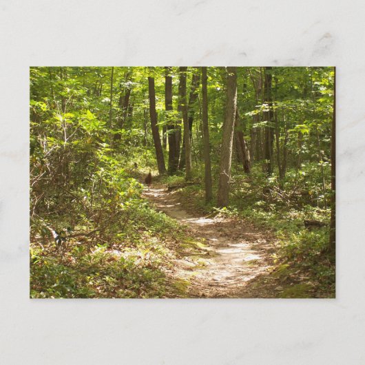 appalachian trail pennsylvania kalkoenen briefkaart (Voorkant)