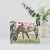 Appaloosa Briefkaart (Staand voorkant)