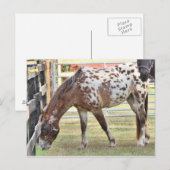 Appaloosa Briefkaart (Voorkant / Achterkant)