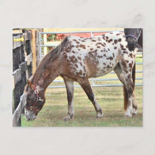 Appaloosa Briefkaart (Voorkant)