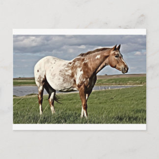 Appaloosa Briefkaart