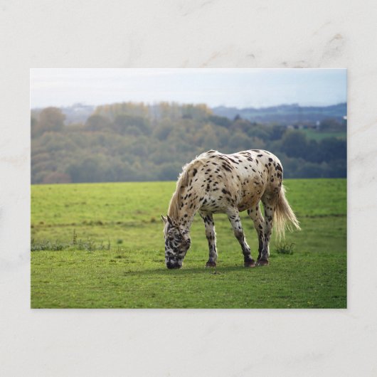 Appaloosa Briefkaart (Voorkant)