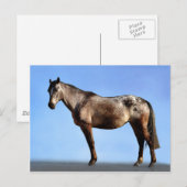 Appaloosa Briefkaart (Voorkant / Achterkant)