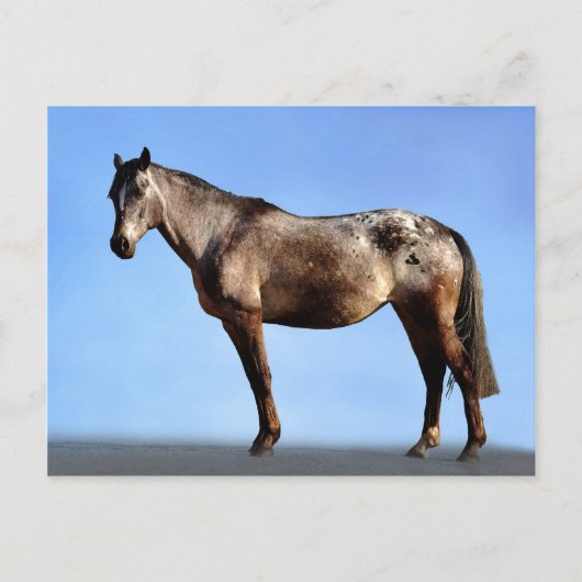 Appaloosa Briefkaart (Voorkant)