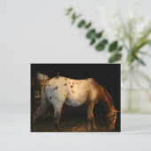 Appaloosa Briefkaart (Staand voorkant)