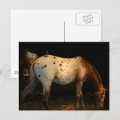 Appaloosa Briefkaart (Voorkant / Achterkant)