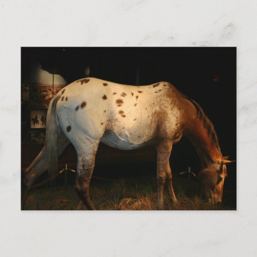 Appaloosa Briefkaart (Voorkant)