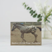 Appaloosa/Colorado Ranger Thoroughbred Colt II Briefkaart (Staand voorkant)