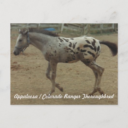Appaloosa/Colorado Ranger Thoroughbred Colt II Briefkaart (Voorkant)