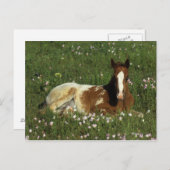 Appaloosa Foal Laying Down in Flowers Briefkaart (Voorkant / Achterkant)