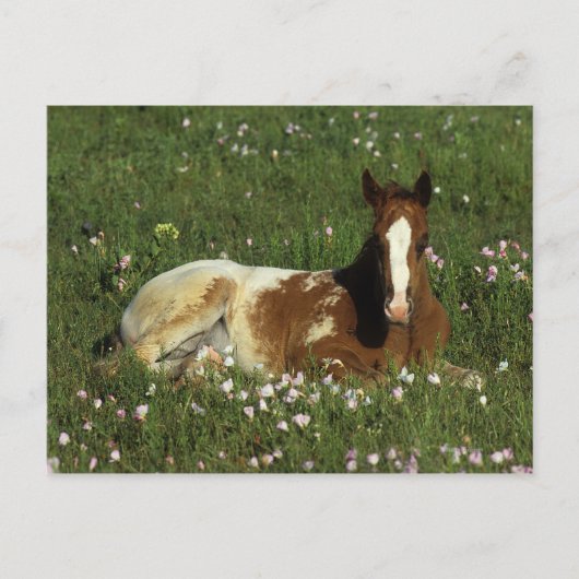 Appaloosa Foal Laying Down in Flowers Briefkaart (Voorkant)