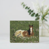 Appaloosa Foal Laying Down in Flowers Briefkaart (Staand voorkant)