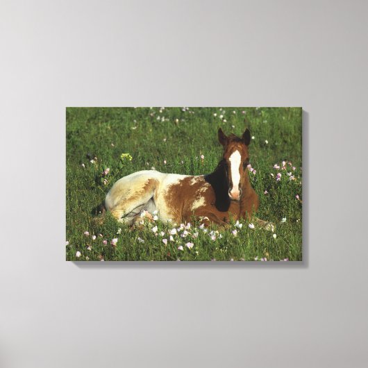 Appaloosa Foal Laying Down in Flowers Canvas Afdruk (Voorkant)